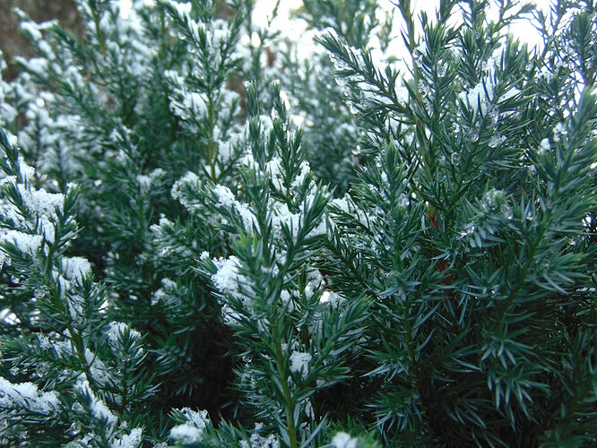 DSC01421.JPG