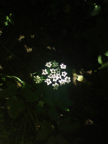 DSC00712.JPG