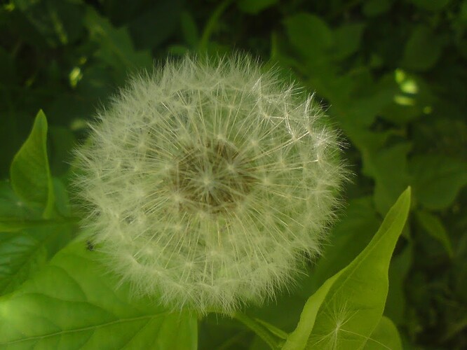 DSC00010+%283%29.JPG